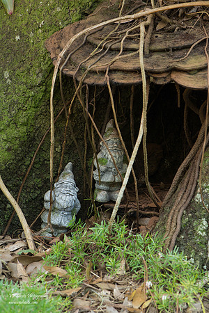 Eureka Springs Park - gnomes