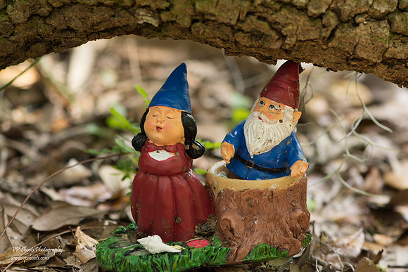 Eureka Springs Park - gnomes