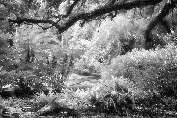 Eureka Springs Park infrared photo