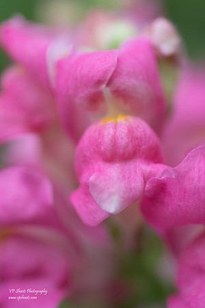 Eureka Springs Park flowers