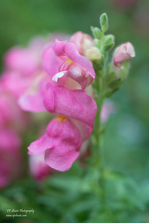 Eureka Springs Park flowers