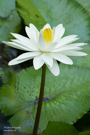 water lily at Eureka Springs Park