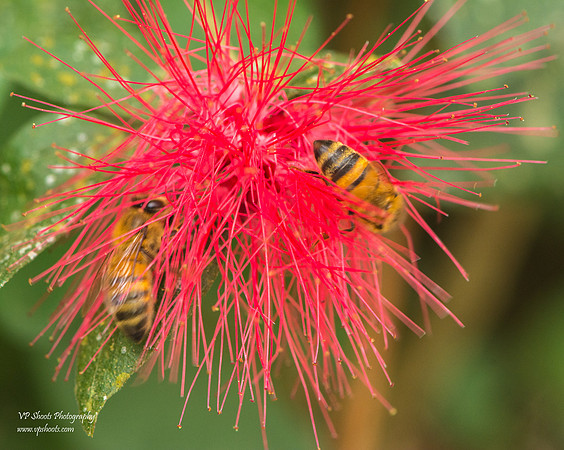 Flowers at Eureka Springs Park