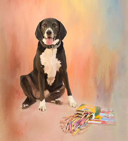 Beautiful colors with dog portrait