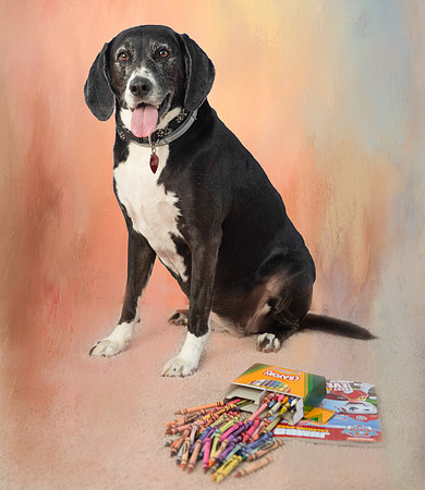 Color surrounding dog in portrait