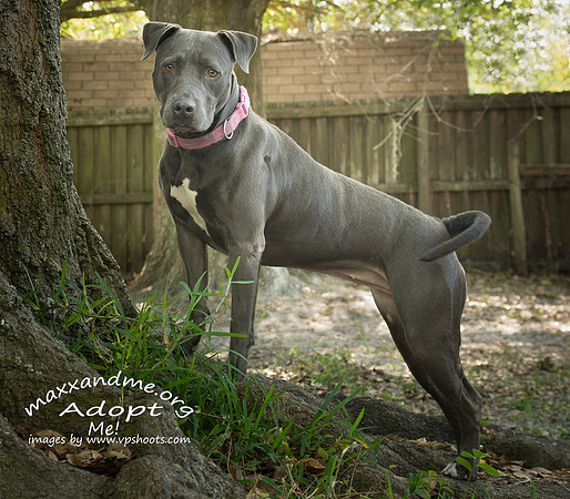 Gracie - female