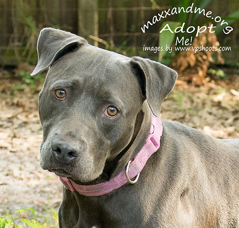 Gracie - female