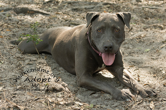 Gracie - female