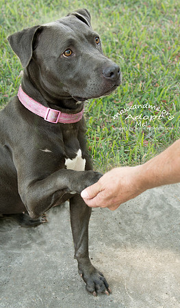 Gracie - female