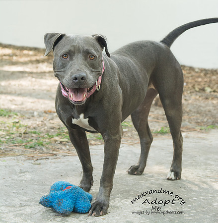 Gracie - female
