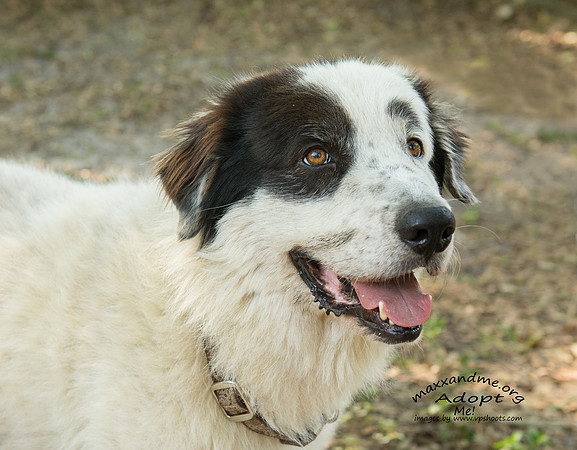 Cannon - male - adopted