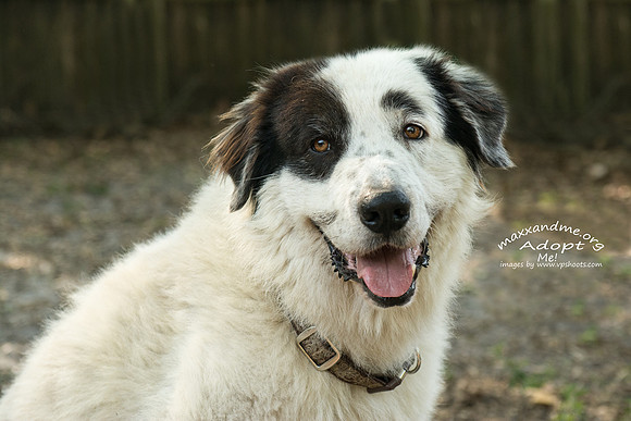 Cannon - male - adopted