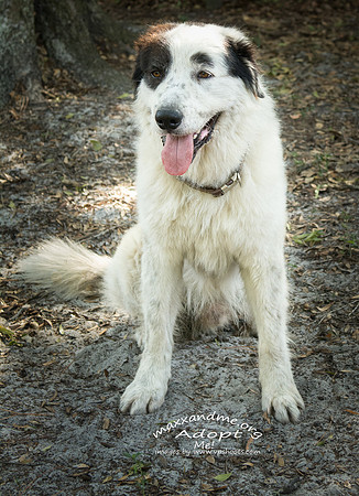 Cannon - male - adopted