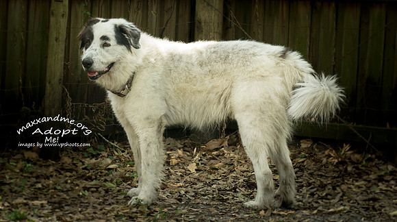 Cannon - male - adopted
