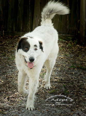 Cannon - male - adopted