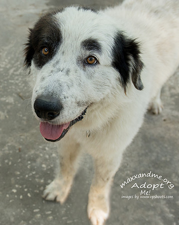 Cannon - male - adopted