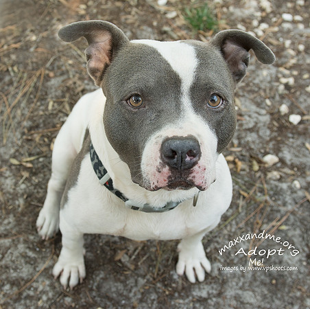 Duke - male