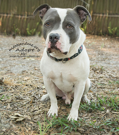 Duke - male