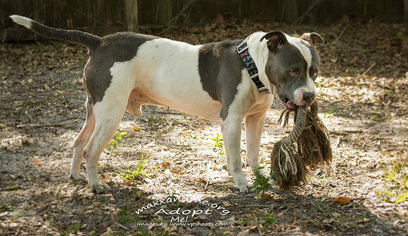 Duke - male