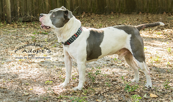 Duke - male
