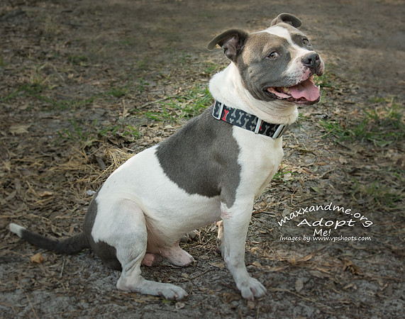 Duke - male