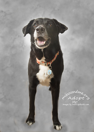 Tripod black lab mix male rescue dog