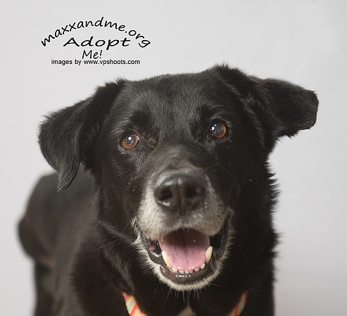 Maxx and Me Pet Rescue