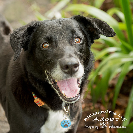 Head portrait of black dog