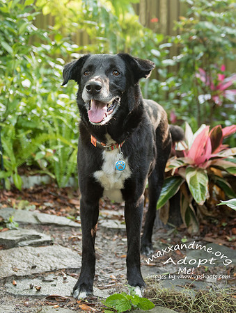 Maxx and Me Pet Rescue