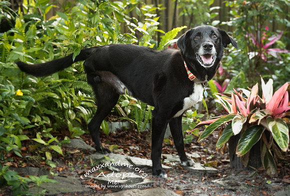 Black dog among Florida landscape