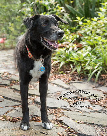 Black dog posing in landscaped yard