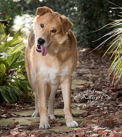 Maxx and Me Pet Rescue - Asher