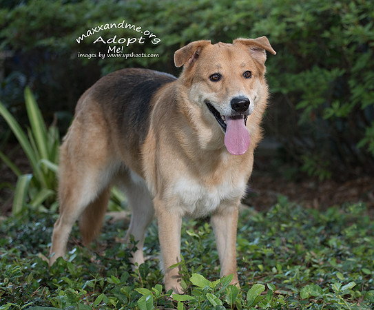 Maxx and Me Pet Rescue
