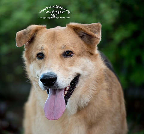Head portrait of golden retriever dog mix
