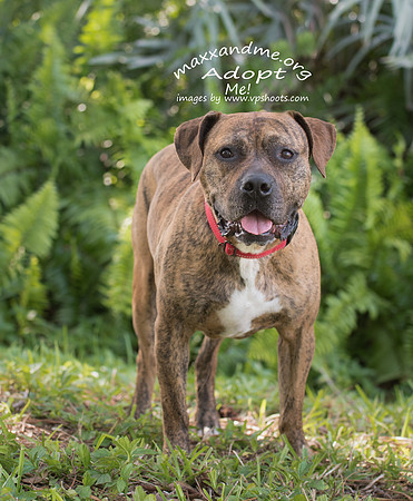 Brindle adult male dog