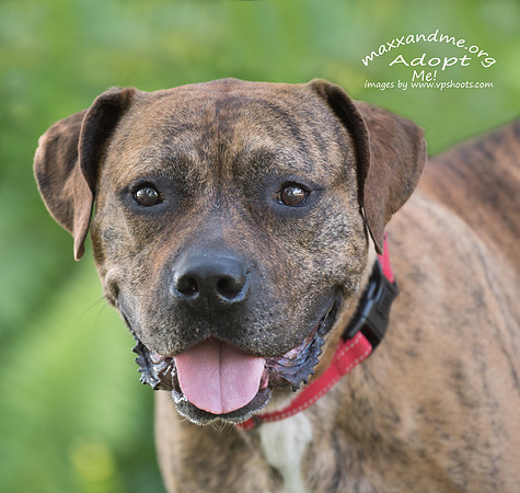 Head portrait of brindle male dog