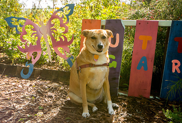 Dog sitting by butterfly garden artwork