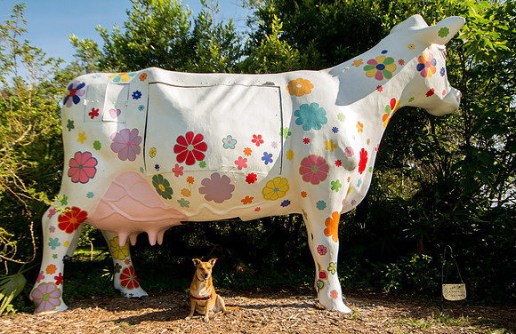 Dog sitting by large white cow