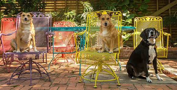 Colorful outdoor furniture at USF Botanical Gardens