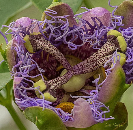 Opening passion flower
