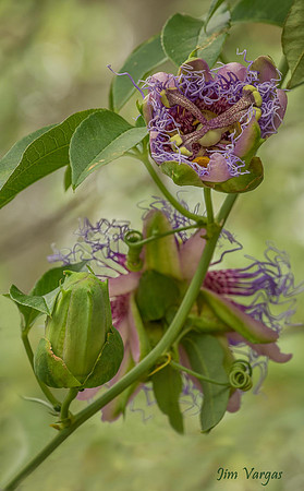 Passion flower vine