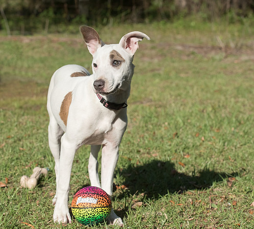 Pit mix puppy with ball