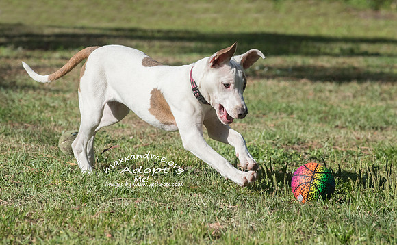 Pitbull mix puppy catches ball