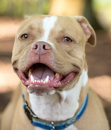 Red nose pit bull smile