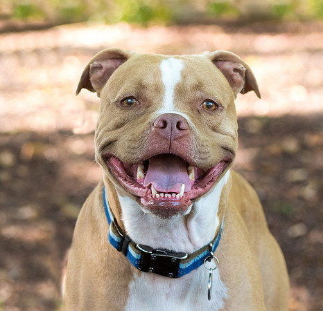 big pitbull smile