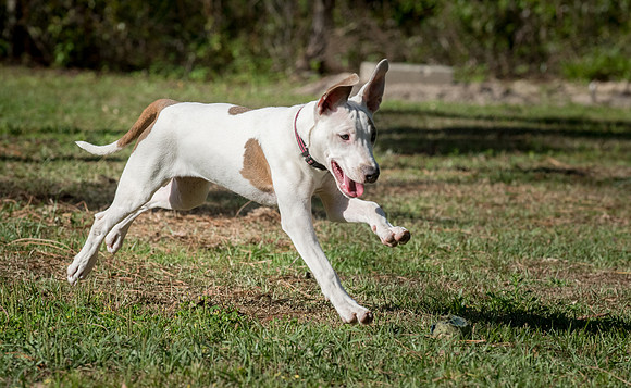 Pitbull mix puppy running