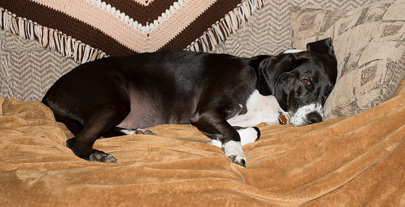 Abby sleeping with her blankets
