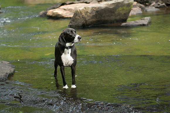 Abby in the water