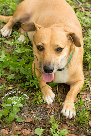 Katie - female - adopted