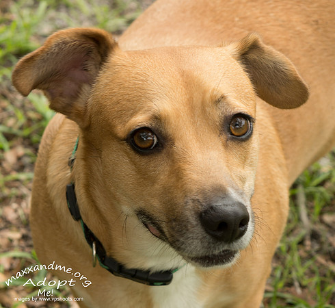 Katie - female - adopted